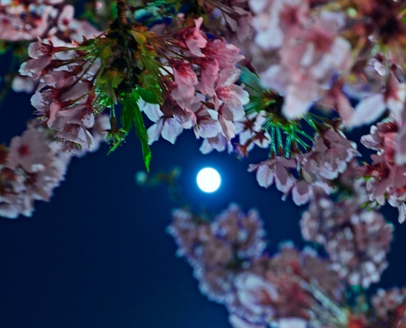 The Moon shines through cherry blossoms