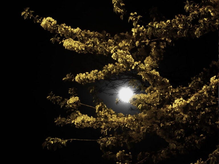 Full Moon among flowering tree branches