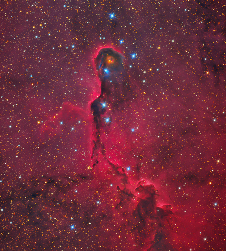IC 1396, is a bright glow in Cepheus that contains several complex objects, including the Elephant Trunk, shown in this image as a tendril of back dust and red emission, appearing to rise vertically through the frame against a field of stars.