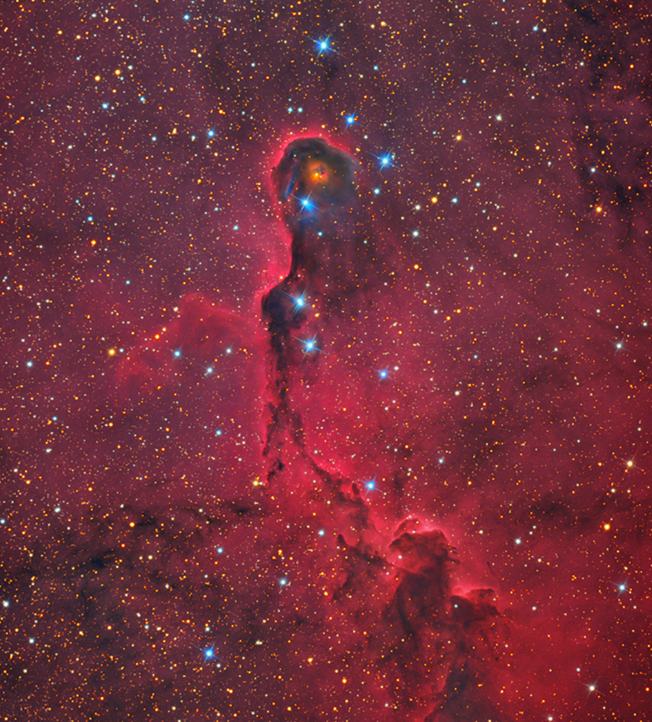 IC 1396, is a bright glow in Cepheus that contains several complex objects, including the Elephant Trunk, shown in this image as a tendril of back dust and red emission, appearing to rise vertically through the frame against a field of stars.