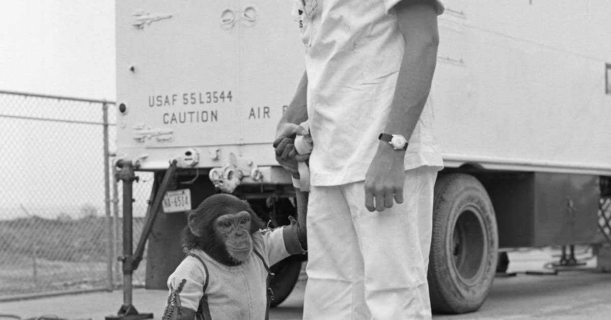 Apes, robots and men: the life and death of the first space chimp