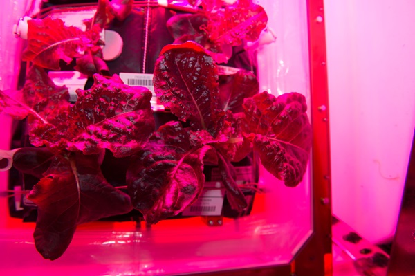 Lettuce growing in a small greenhouse bathed in red light