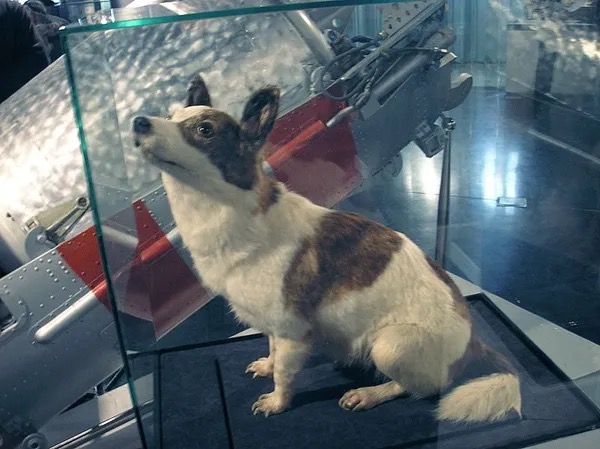 Laika the dog was the first living creature sent into space.