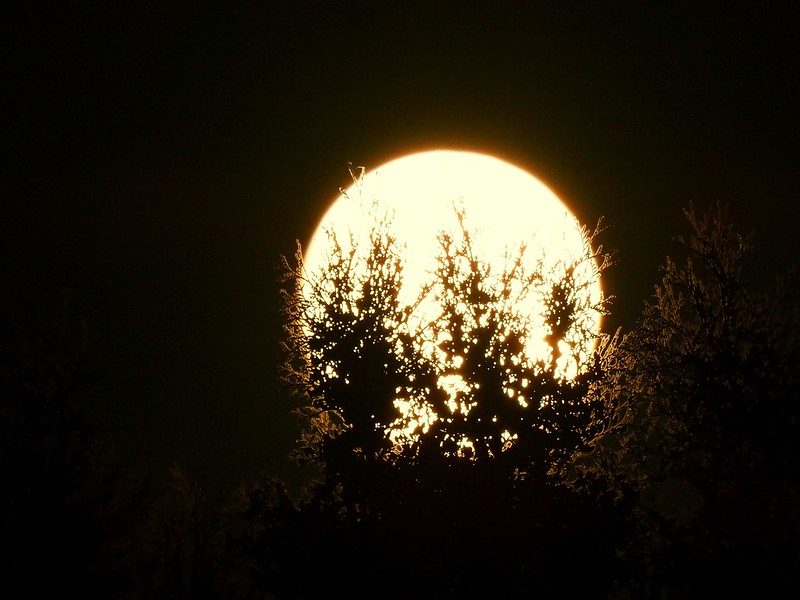 June Strawberry Full Moon