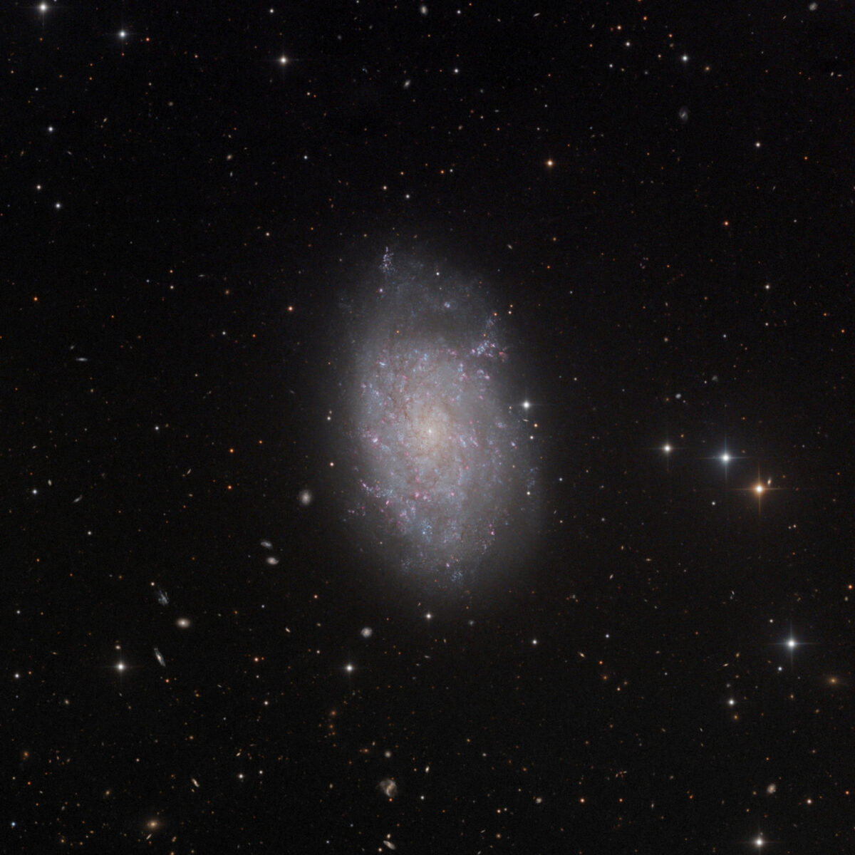 In a telescope, flocculent, face-on NGC 7793 looms large and bright from a distance of roughly 12 million light-years away.