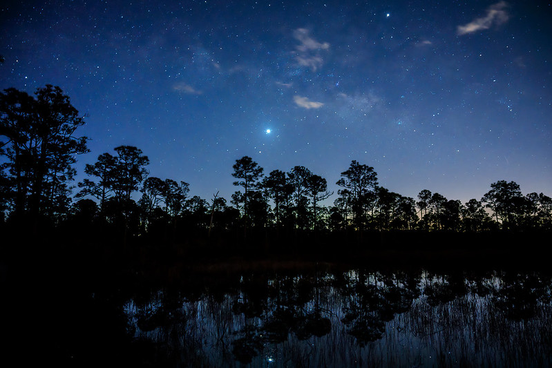 Venus shines brightly in the sky above the treeline