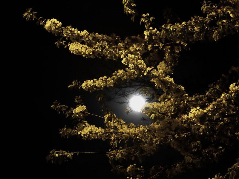 Full Moon among flowering tree branches