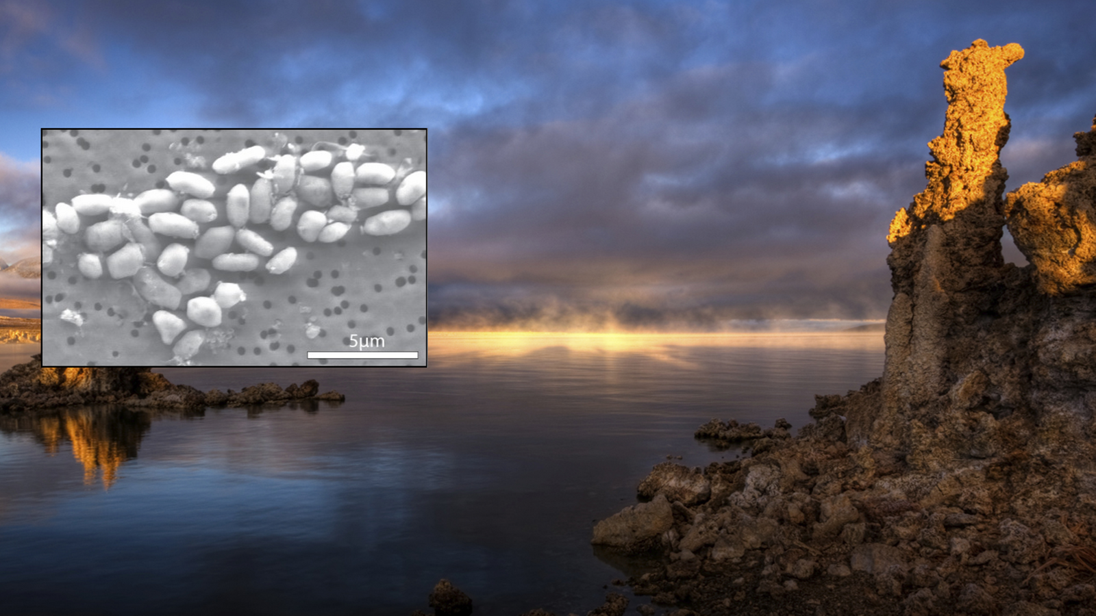 https://www.astronomy.com/wp-content/uploads/2025/08/NASA-Funded_Research_Discovers_Life_Built_With_Toxic_Chemical.png