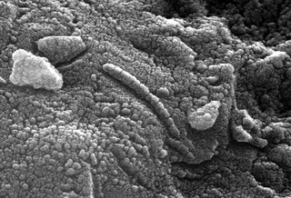 https://www.astronomy.com/wp-content/uploads/2025/08/edu_srch_fossil_life_in_alh_84001.webp