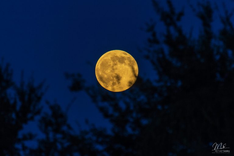 A golden Full Moon in a dark blue sky seen through the branches of a foreground tree.