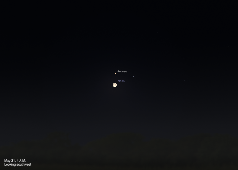 A simulated night sky looking southwest on May 31, 2026, at 4 A.M. A Full Moon sits just below the reddish star Antares, the heart of the constellation Scorpius, against a very dark sky with few other stars visible.