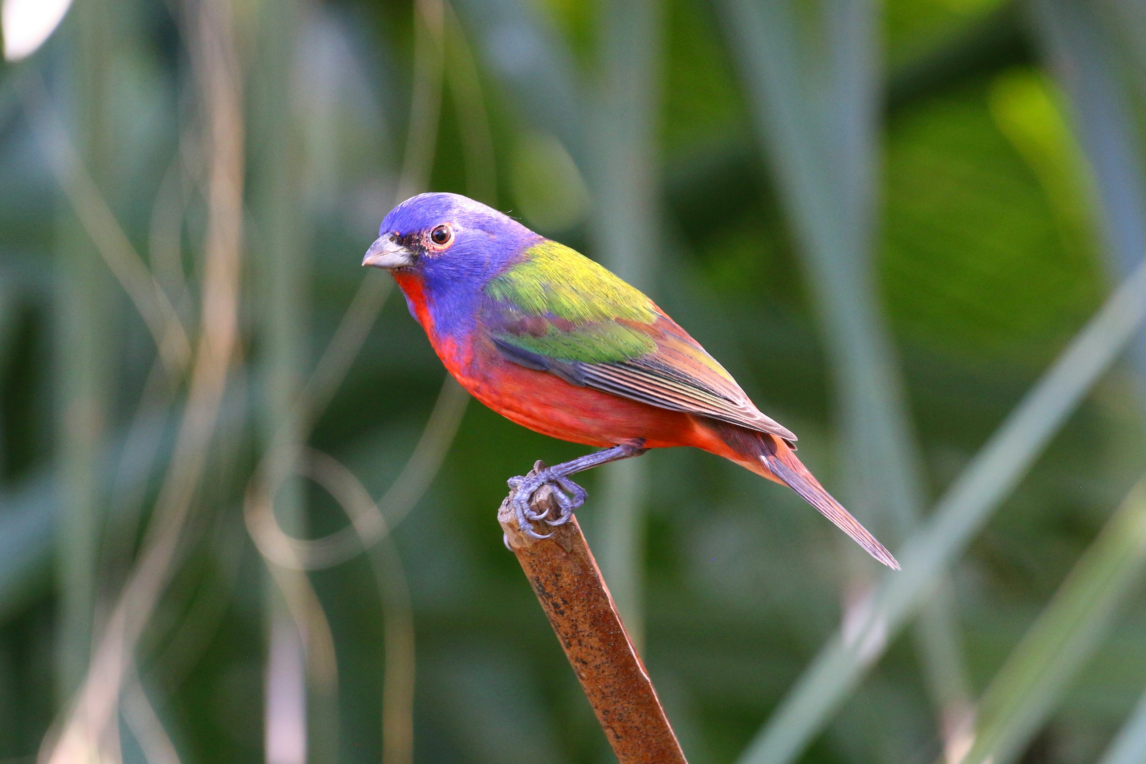 A painted bunting bird, photographed through a telescope daytime