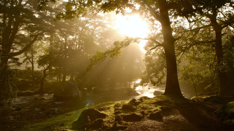 A misty summer forest scene with golden sunlight streaming through the canopy of large oak trees, illuminating a mossy, rocky streambank beside a shallow, gently flowing river. A lens flare is visible in the lower center of the image.