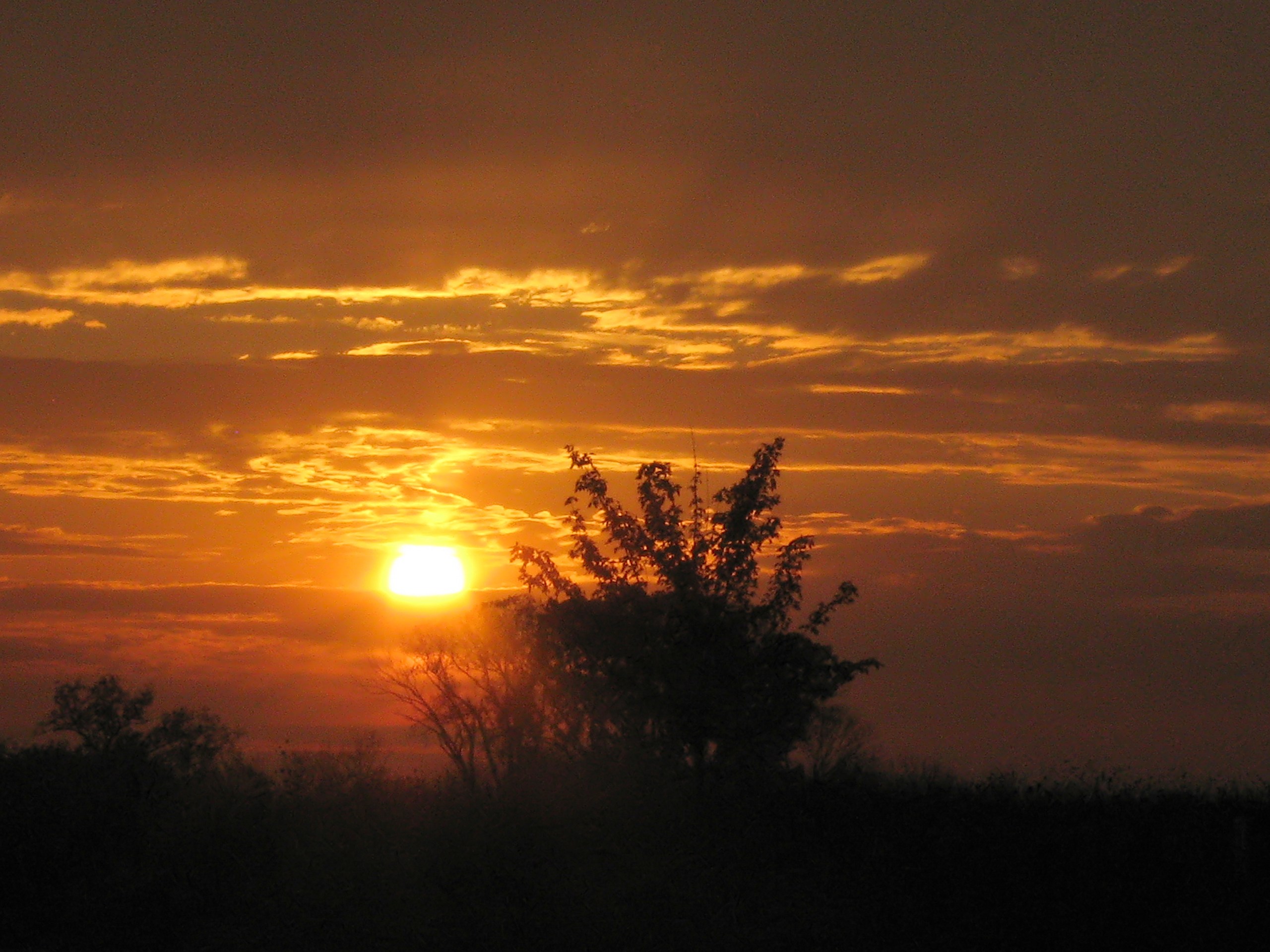 A photograph of an autumn sunrise showing the Sun as a bright golden-orange disc rising just behind the dark silhouette of a leafy tree, with streaks of orange-lit clouds spread across a deep red-orange sky. Additional silhouetted trees and shrubs line the dark foreground.