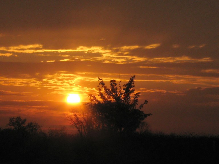 A photograph of an autumn sunrise showing the Sun as a bright golden-orange disc rising just behind the dark silhouette of a leafy tree, with streaks of orange-lit clouds spread across a deep red-orange sky. Additional silhouetted trees and shrubs line the dark foreground.