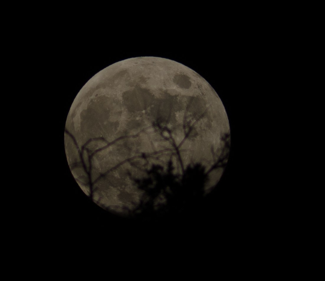 Photograph of a nearly full Moon in a dark sky, appearing muted gray-brown, with thin, dark tree branches and foliage silhouetted across its lower half.
