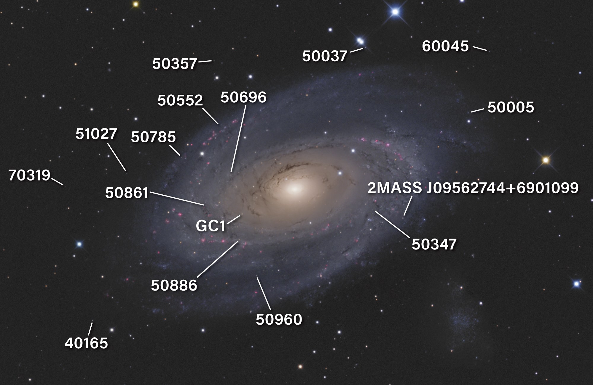 Annotated astrophotograph of the spiral galaxy M81, with a glowing golden core surrounded by dark dust lanes and wide, pale blue spiral arms sprinkled with pink star-forming regions. White leader lines point to objects labeled 40165, 50005, 50037, 50347, 50357, 50552, 50696, 50785, 50861, 50886, 50960, 51027, 60045, 70319, GC1, and 2MASS J09562744+6901099.