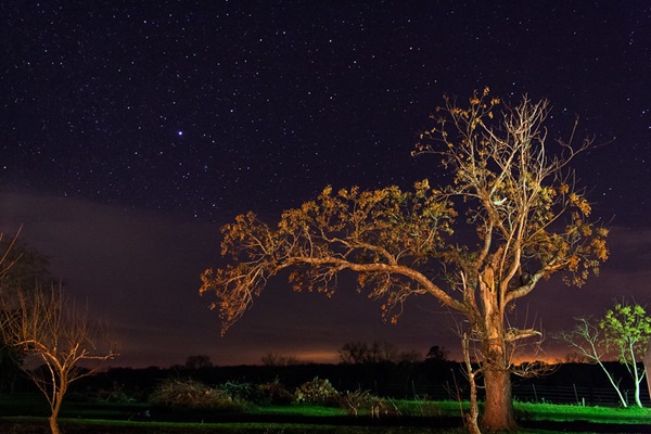 Chinaberry tree with starry background