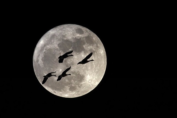 Geese fly in front of a Full Moon