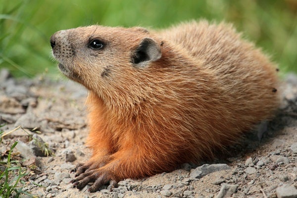 Marmota_monax_UL_04