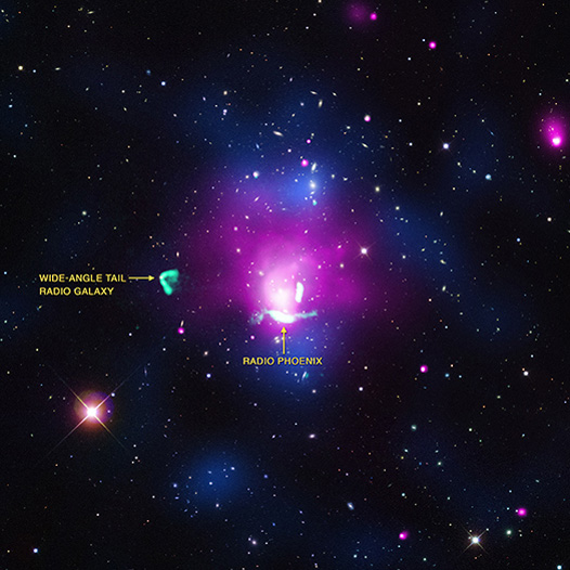 A "radio phoenix" has been discovered using X-ray, radio, and optical data.