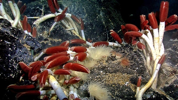 Riftia_tube_worm_colony_Galapagos_2011