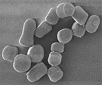 SEM_of_Arthrobacter_chlorophenolicus
