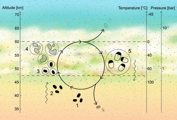 microbe life cycle on Venus