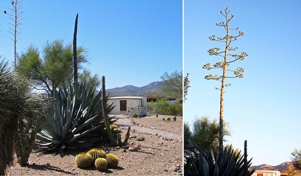 Agave americana