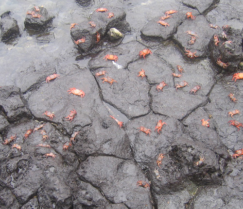 Crowds of Sally Lighfoot crabs
