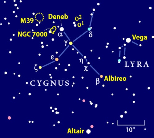 Cygnus