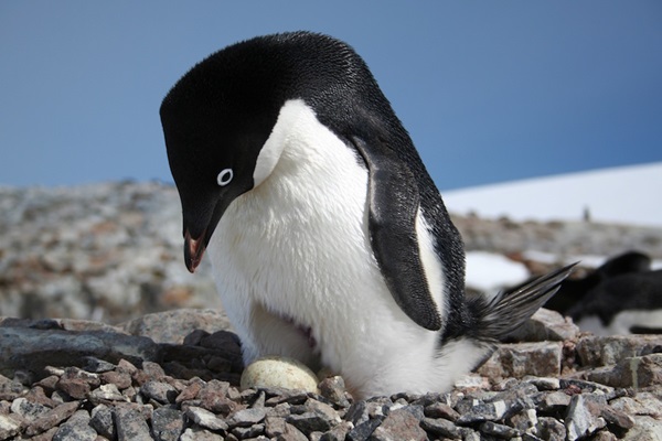 penguinnesting