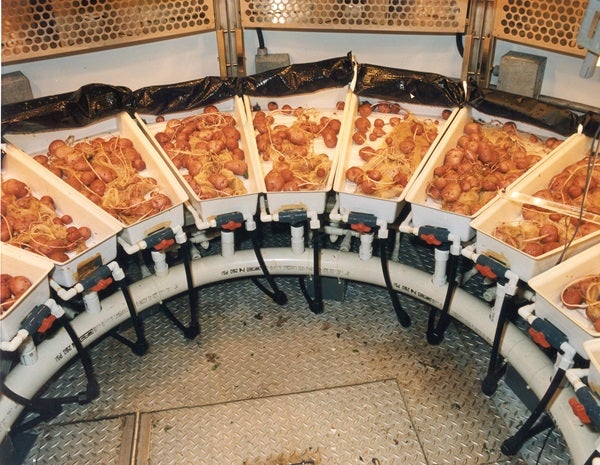 potatoes_in_space_growing