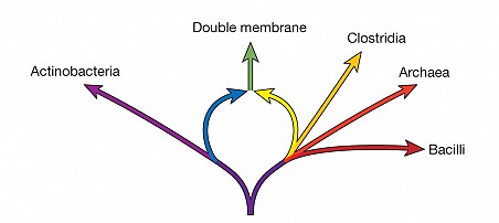 prokaryotic ring of life diagram