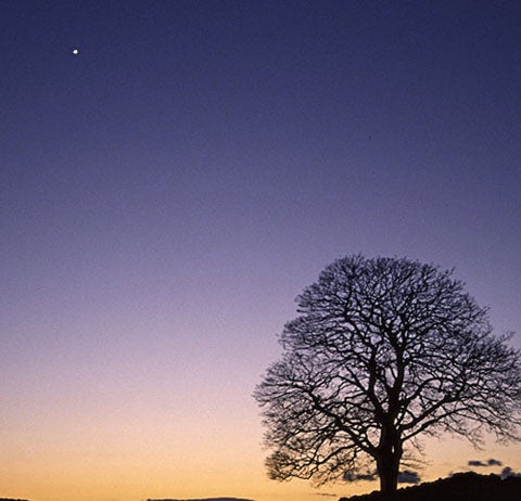 Venus in the morning