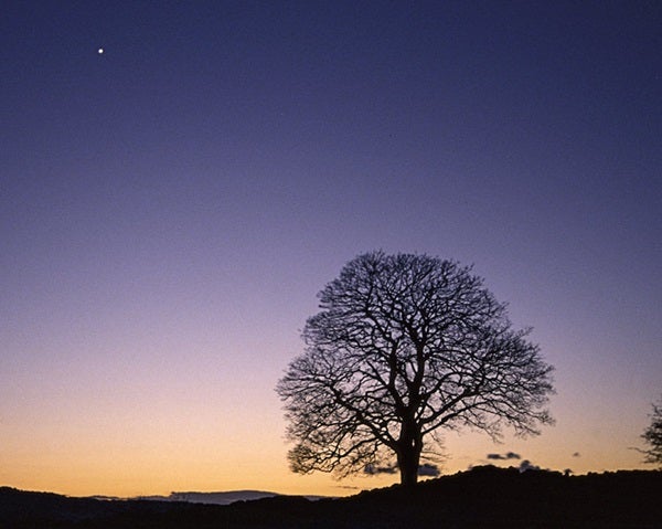 Venus in the morning