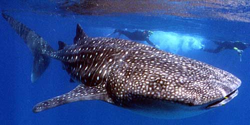 Whale shark