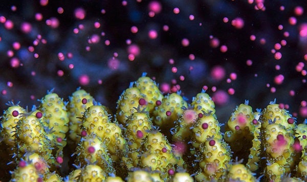 Coralsperm