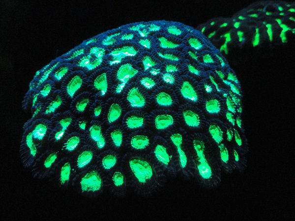A bulbous coral with bright, fluorescing spots, appearing somewhat like a mushroom with glow-in-the-dark spots.