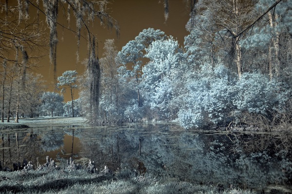 Infrared image of trees