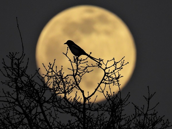 A bird silhouetted against the Full Moon