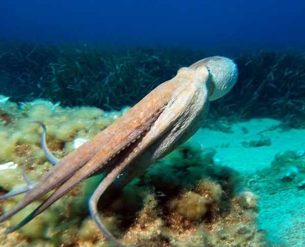 Researchers believe the octopus developed in the ocean, rather than starting on land and then moving into a watery environment. Likewise, alien life could develop underground on a world without a solid surface.
Albert Kok/Wikimedia Commons