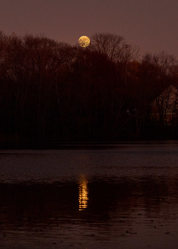 A Full Beaver Moon Rising