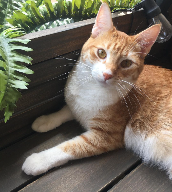 Taters, NASA's Laser Beam Motion Analyst. Credit: Joby Harris/Instagram via taters_space_cat