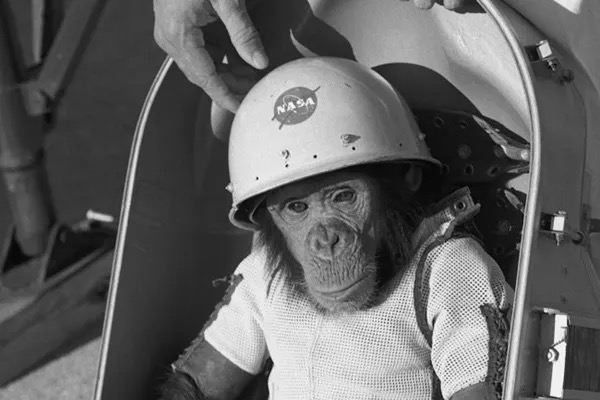 This is Ham in 1961. He was an "astrochimp" trained by NASA. Credit: NASA