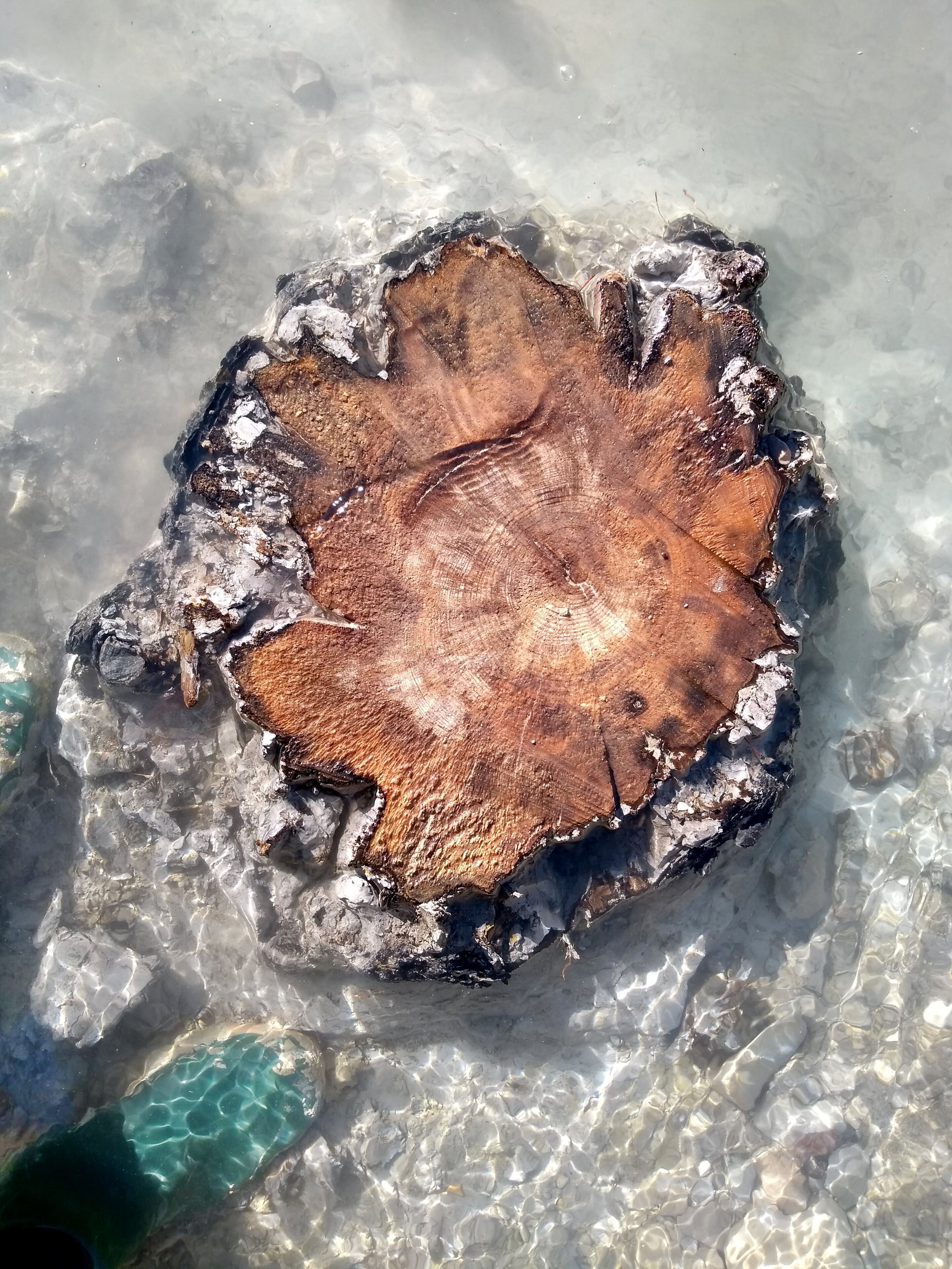 Ancient trees — like the one at right, found in the eroded banks of the Drouzet River, near the town of Gap in the southern French Alps — hold the keys to dating the most powerful solar storms. These storms, known as Miyake events, cause radiocarbon spikes to appear in the trees’ rings. 