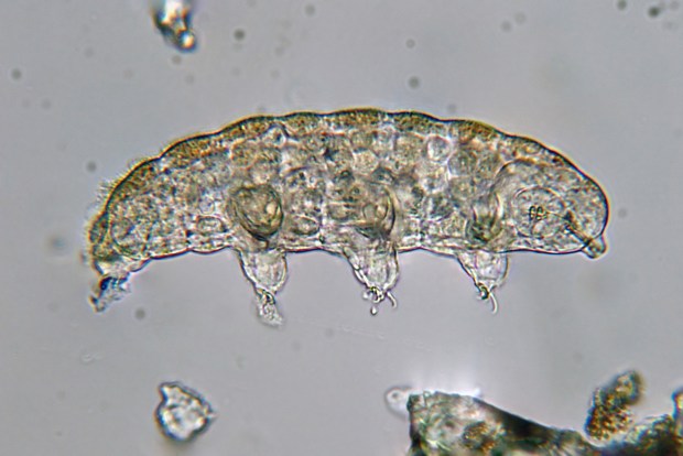 A microscopic image of a tardigrade.