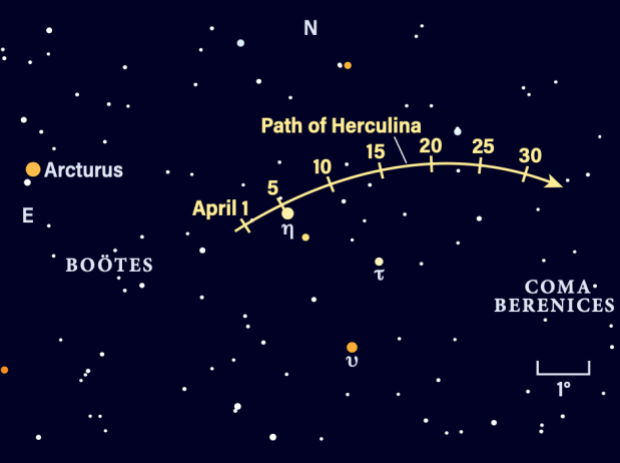 Path of asteroid Herculina in April 2024