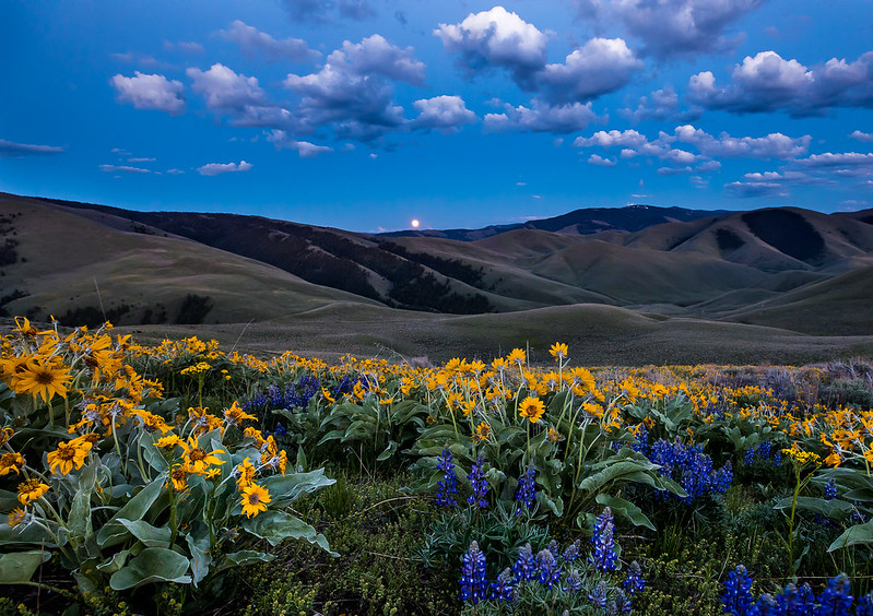Full Moon rising with flowers in the foreground