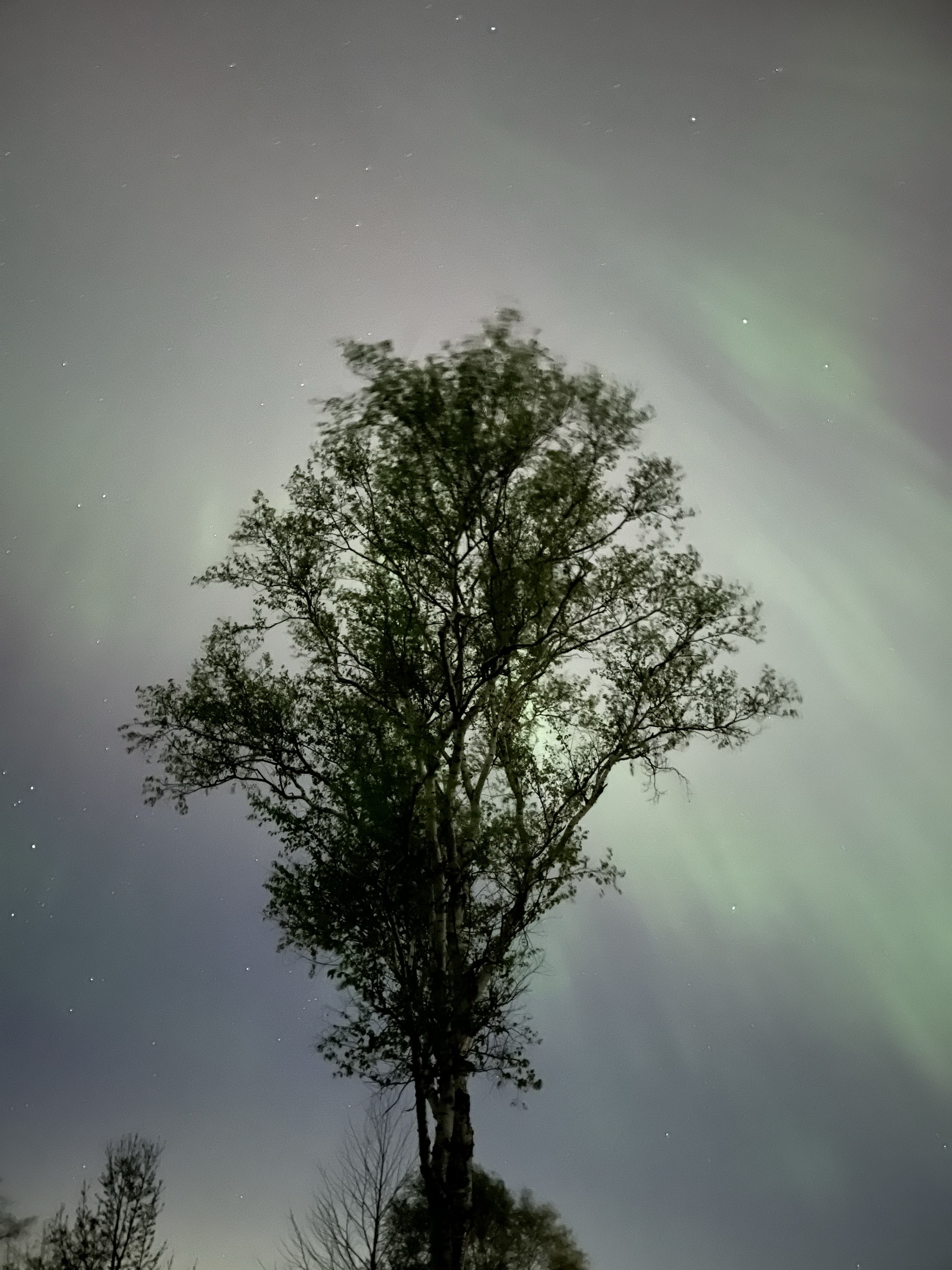 The northern lights, seen from Wisconsin, with a tree in the foreground.